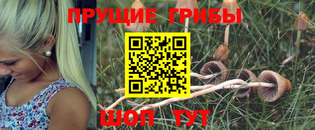 Галлюциногенные грибы Psilocybine cubensis Семёнов